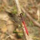 Image de Orthetrum villosovittatum (Brauer 1868)