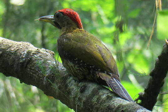 Picus vittatus Vieillot 1818 resmi