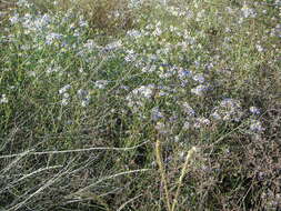 Image of Tripolium pannonicum subsp. pannonicum