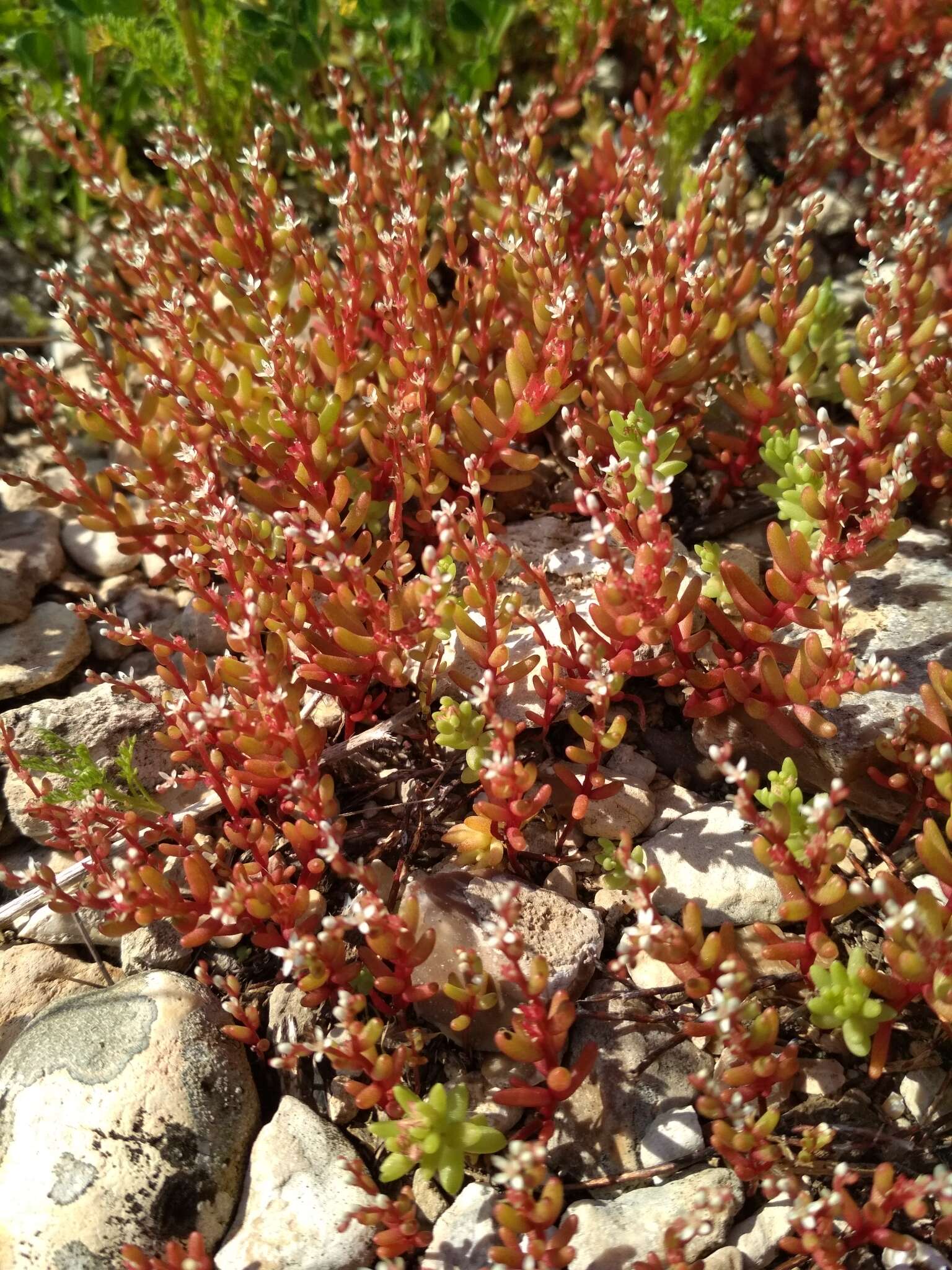 Sivun Sedum microcarpum (Sibth. & Sm.) S. Schönland kuva