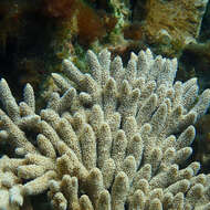 Image of Acropora solitaryensis Veron & Wallace 1984