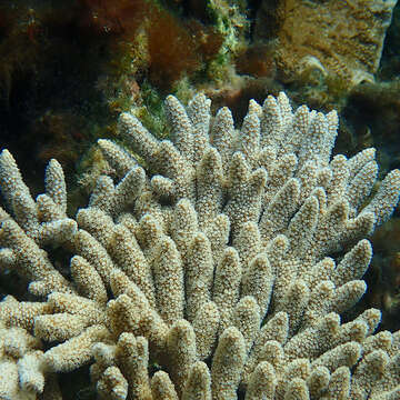 Image of Acropora solitaryensis Veron & Wallace 1984