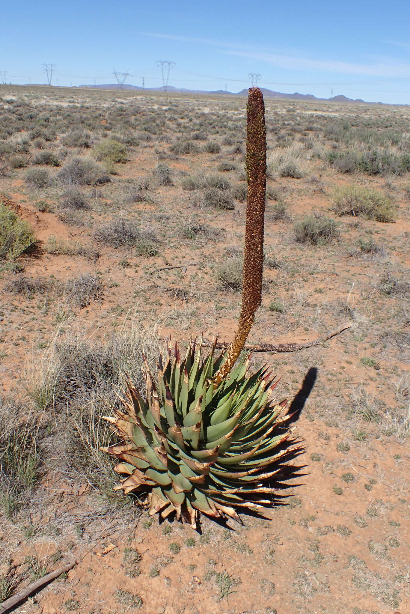 Image of Aloe broomii Schönland