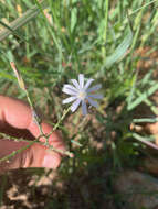 Image of wild lettuce