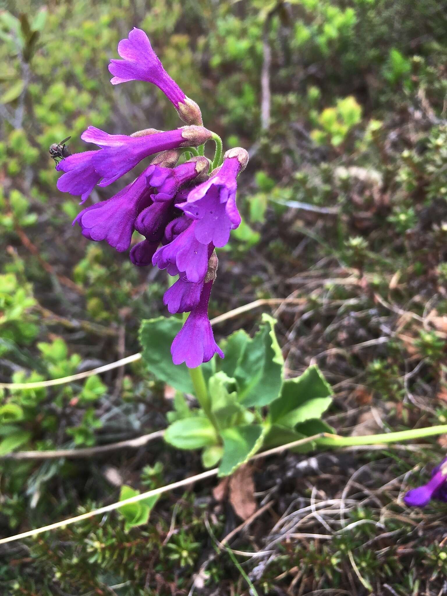 Primula latifolia subsp. graveolens (Hegetschw.) Rouy resmi