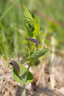 Image of Spanish Birthwort