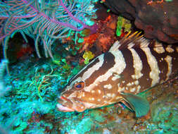 Image of Nassau Grouper