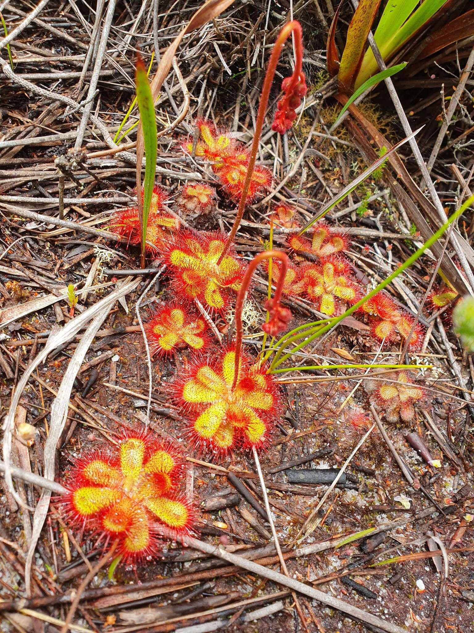 Image of Drosera cuneifolia L. fil.