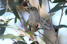 Image of Caligavis Honeyeaters