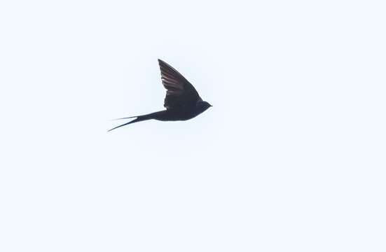 Image of Fanti Saw-wing