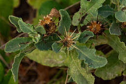 Image de Centaurea perrottettii DC.