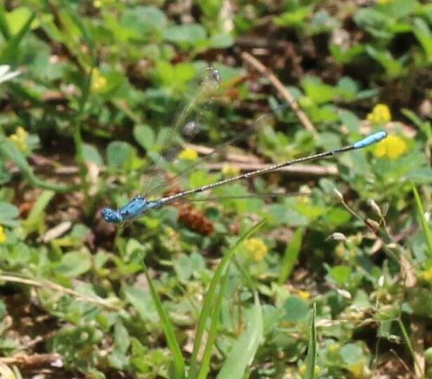 Image of Attentuated Bluet