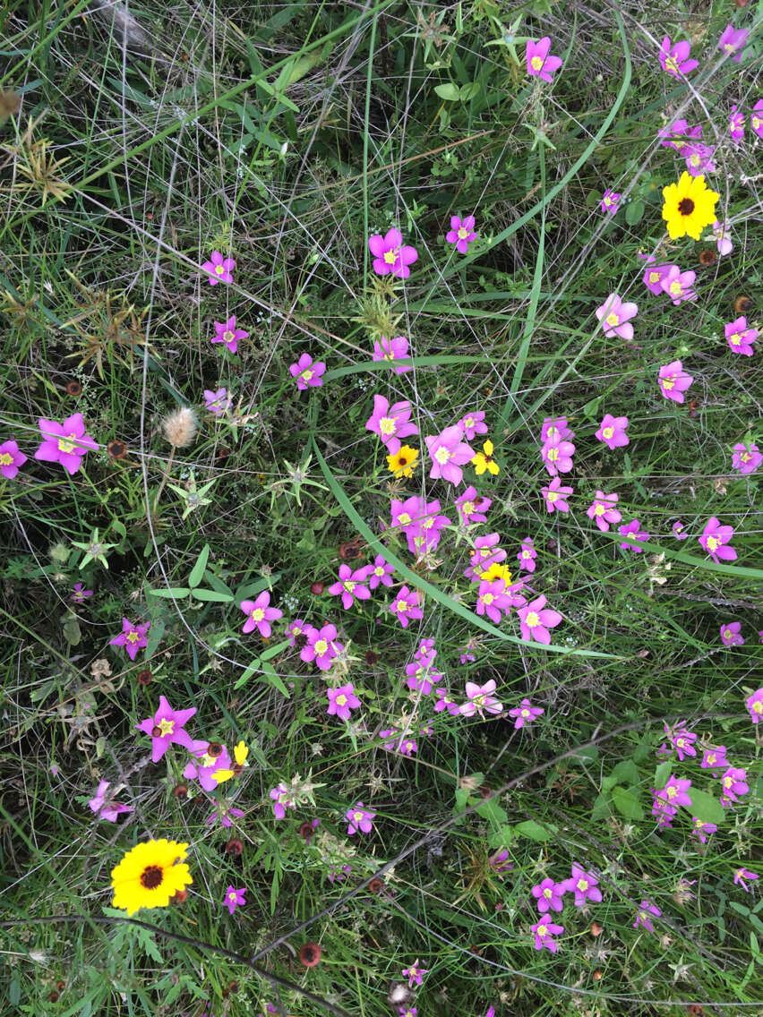 Image of Texas star