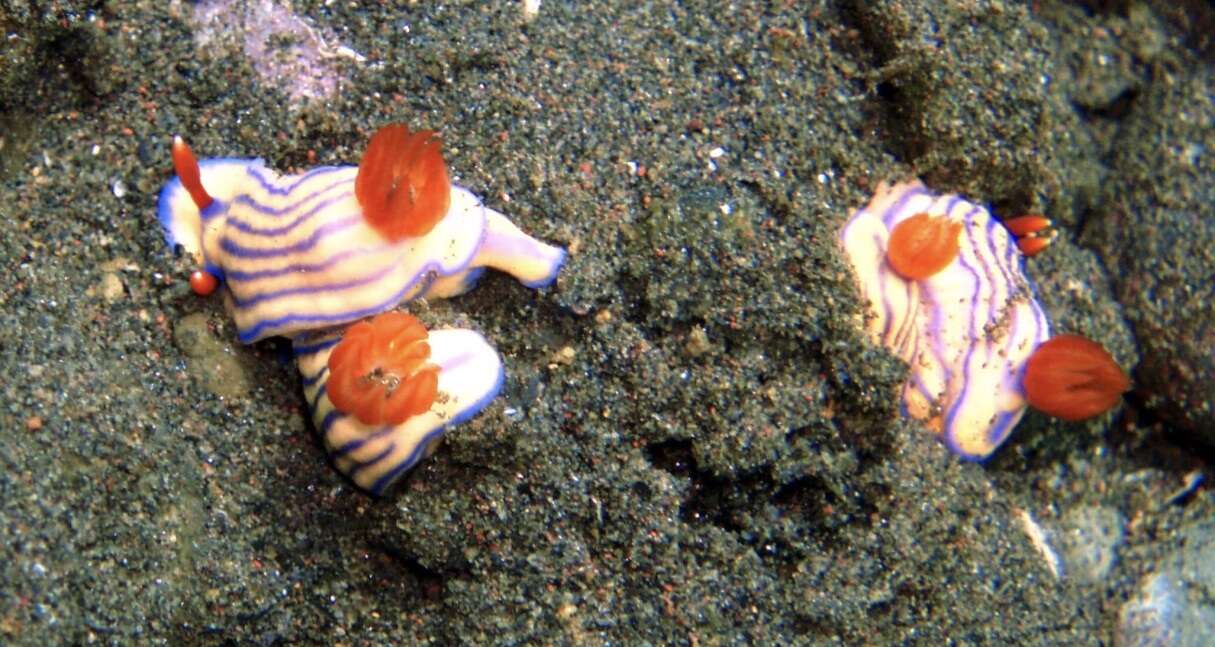 Image of Orange gilled purple lined white slug