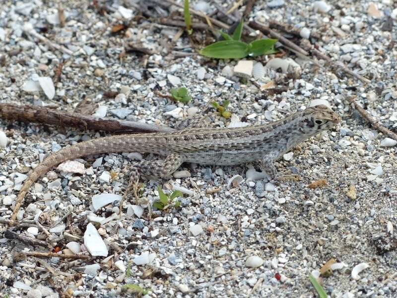 Image of Mountain Curlytail Lizard