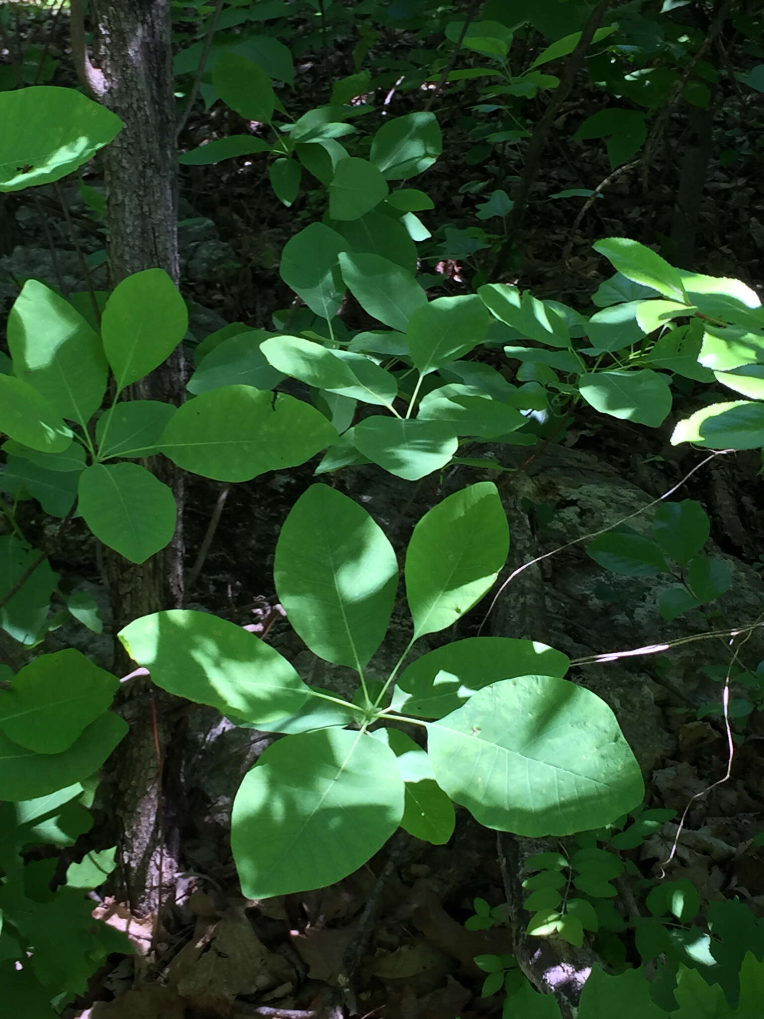 Imagem de Cotinus obovatus Raf.