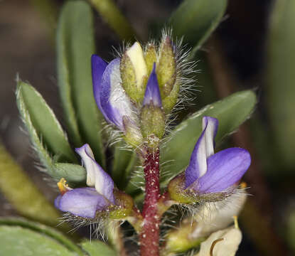 Image of Intermountain lupine