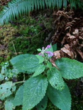 Слика од Stachys mexicana Benth.