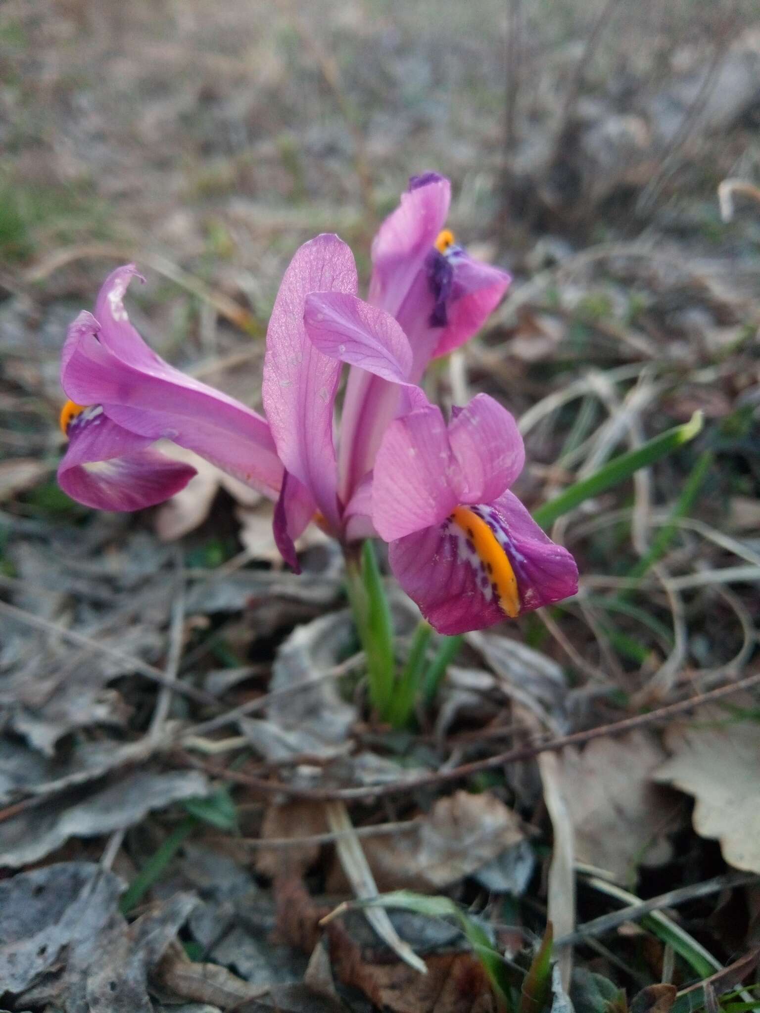 Plancia ëd Iris reticulata M. Bieb.