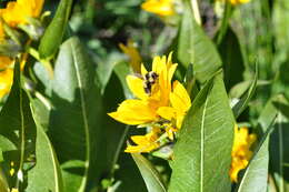 Image of Bombus vancouverensis nearcticus Handlirsch 1888