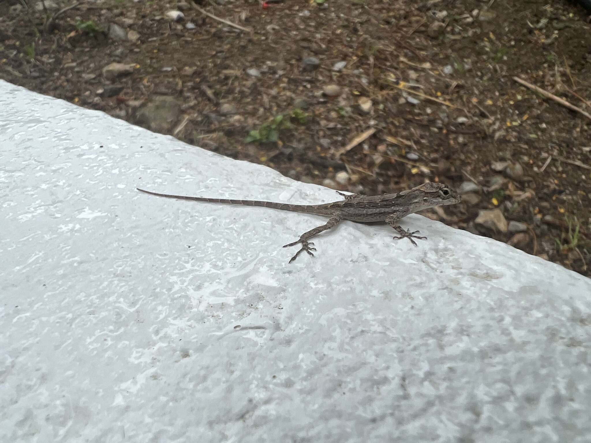 Image of Anguilla Bank Anole