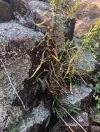 Image of plumed goldenrod