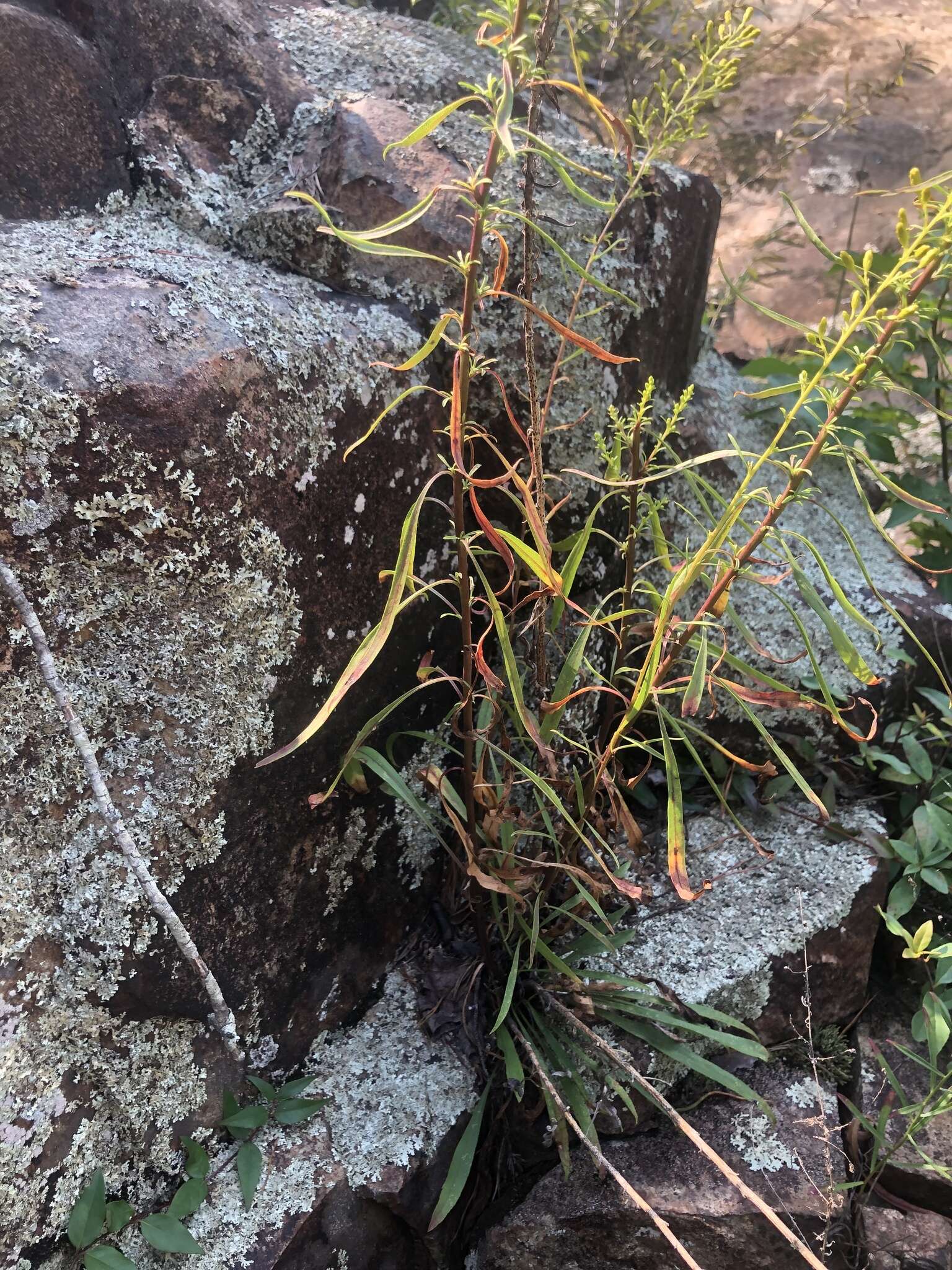 Image of plumed goldenrod