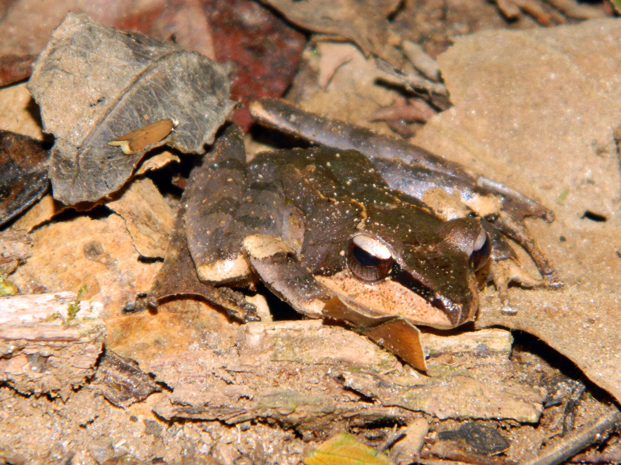 Image of Common Madagascar Frog