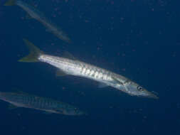 Image of Jello barracuda