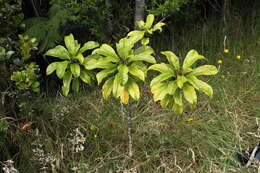 Слика од Clermontia calophylla E. Wimm.