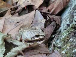 Image of Mountain Chorus Frog