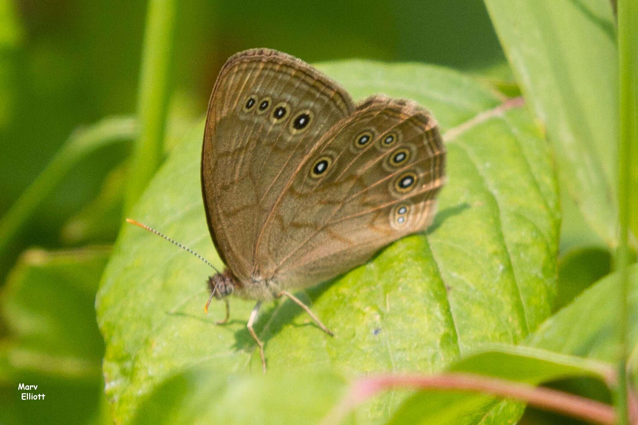 Image of Eyed Brown