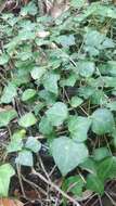 Image of Madeiran Ivy