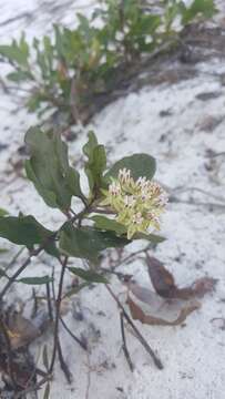 Image of Curtiss' milkweed