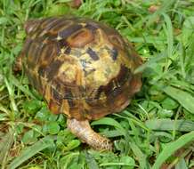 Image of Western hinge-back tortoise