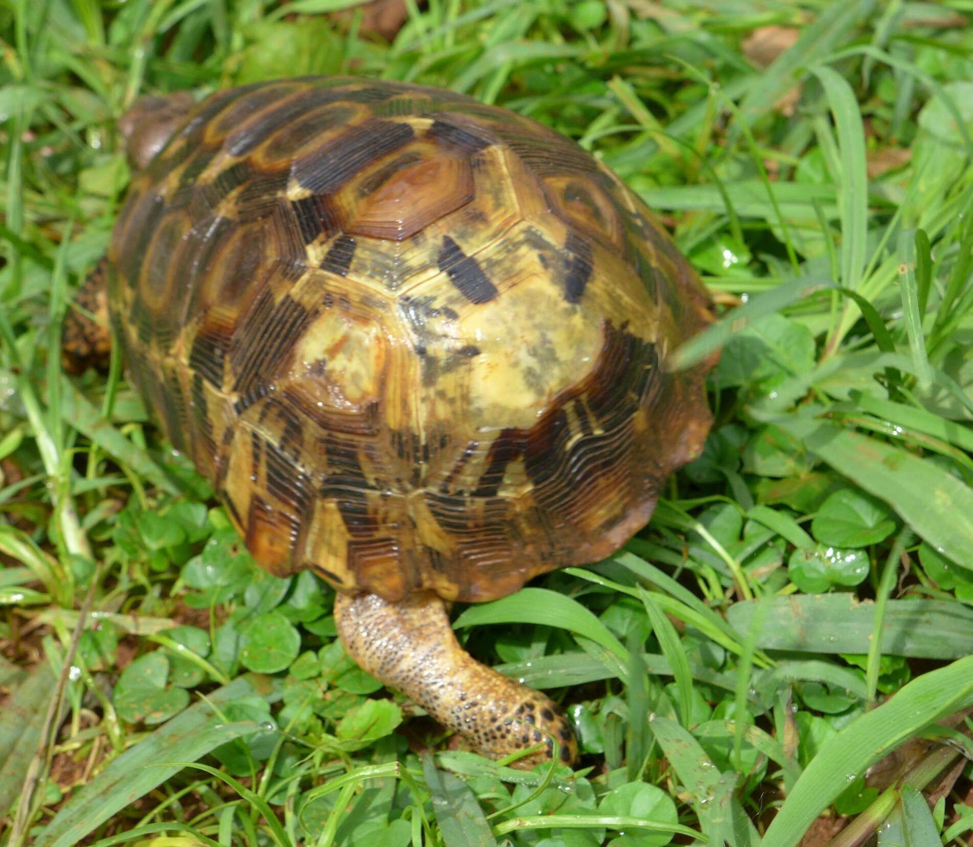 Image of Western hinge-back tortoise