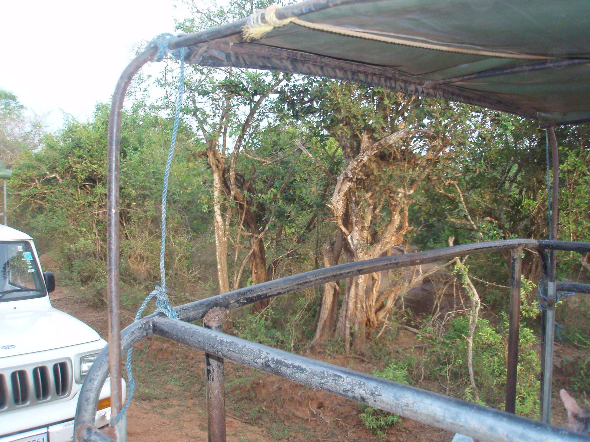 Image of Sri Lankan leopard