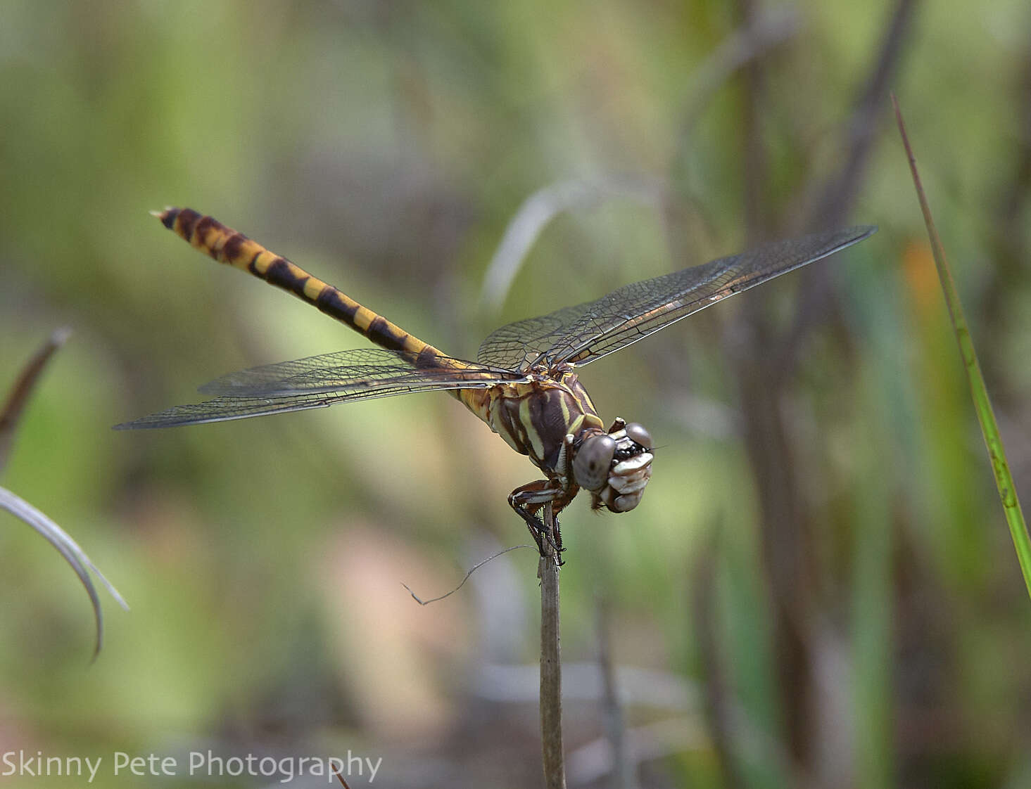 Image of Tawny Sanddragon