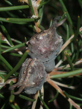 Image of Hakea circumalata Meissn.