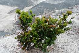 Image de Vaccinium varingiifolium (BI.) Miq.