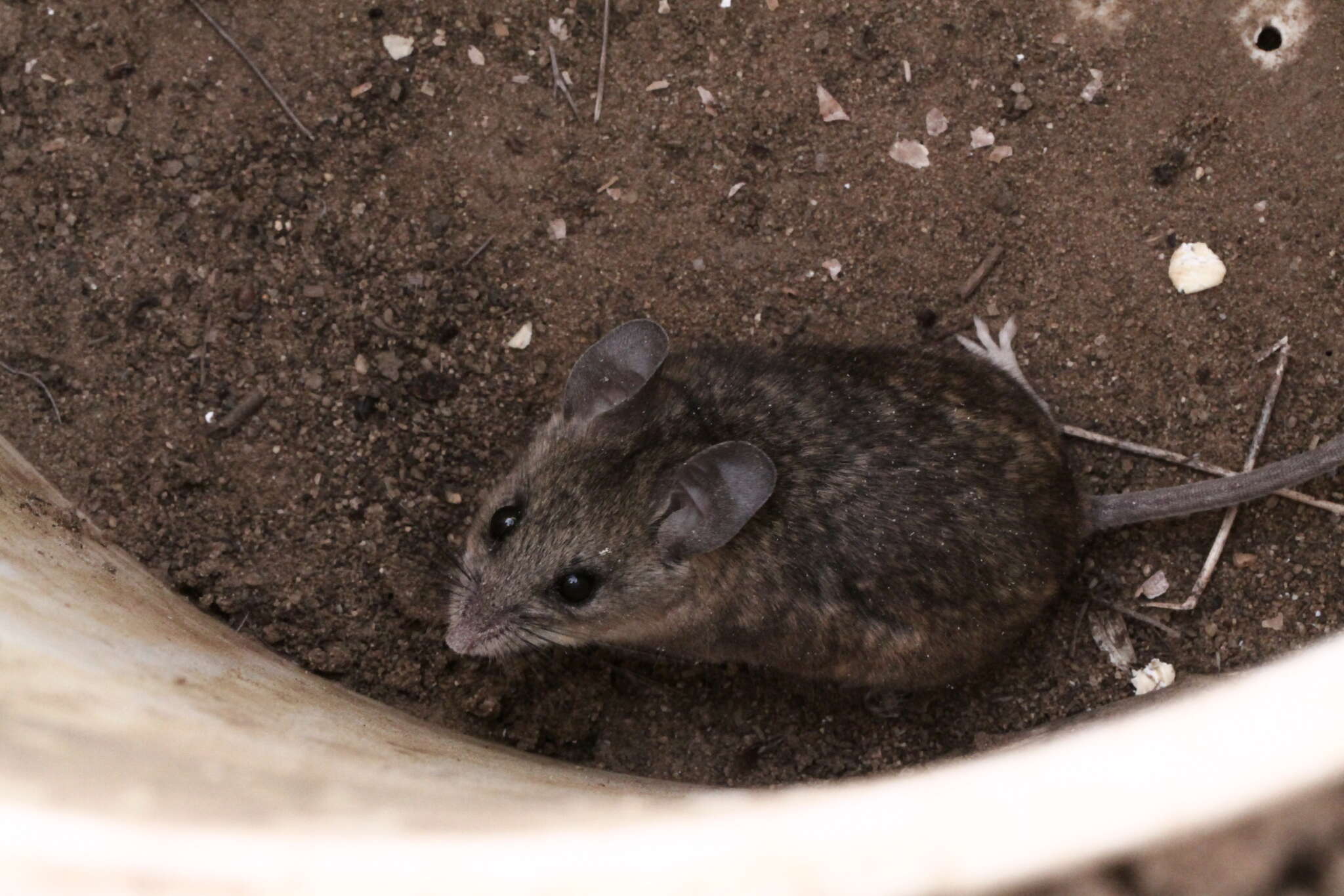 Image of California Deermouse