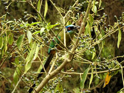 Image of Amazonian Motmot