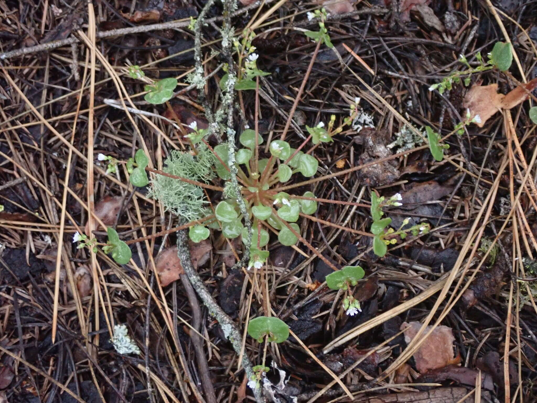 Слика од Claytonia rubra subsp. rubra