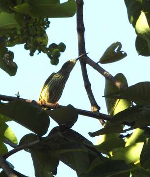 Image of Streaked Spiderhunter