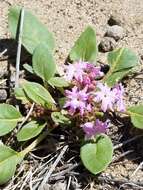 Image of Lassen sandverbena