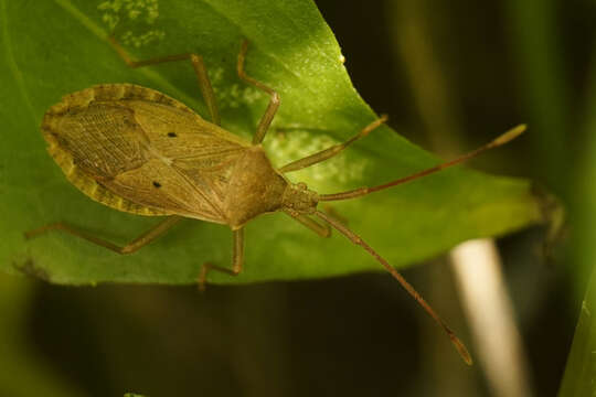 Image of Homoeocerus (Anacanthocoris) bipustulatus Stål 1871