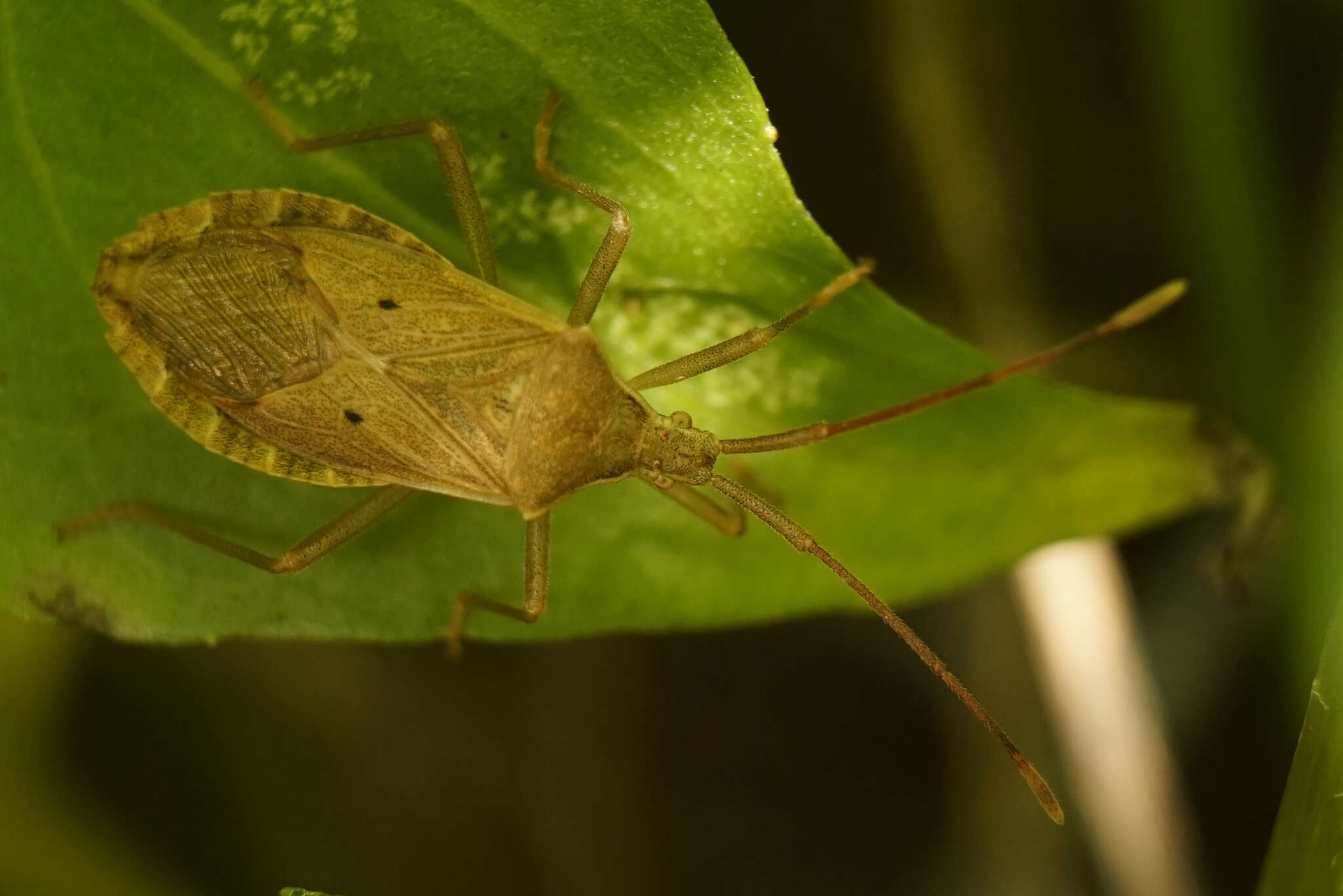 Image of Homoeocerus (Anacanthocoris) bipustulatus Stål 1871