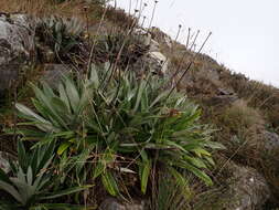 Image of Celmisia latifolia (F. Müll. ex Benth.) M. Gray & D. R. Given