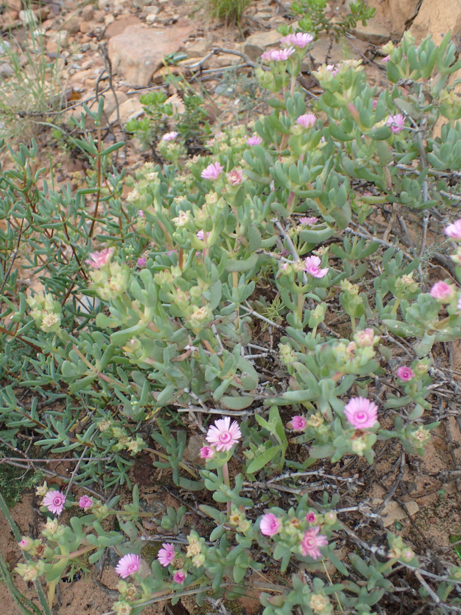 Image of Ruschiella argentea (L. Bol.) Klak