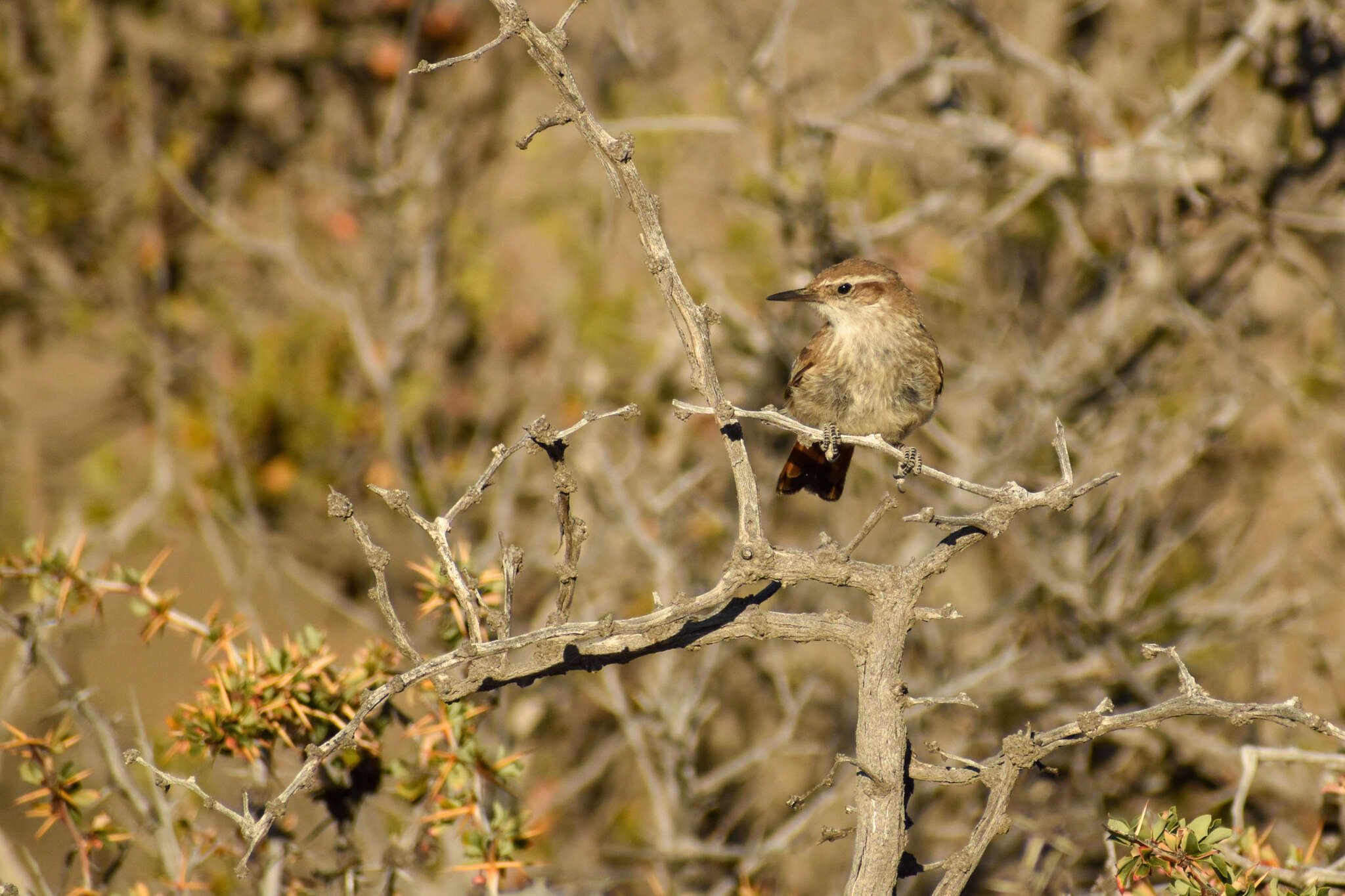 Image of Band-tailed Earthcreeper